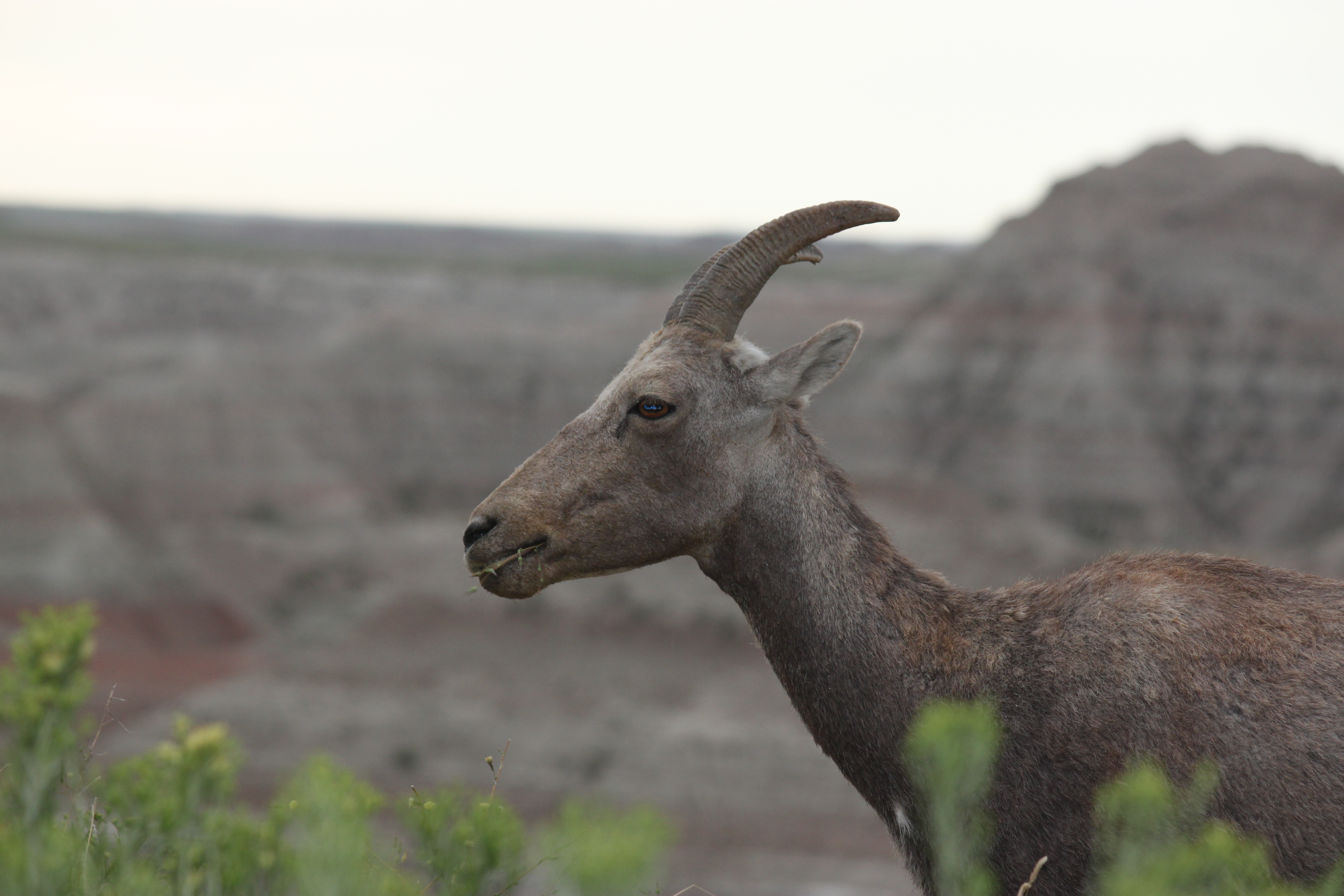 Wildlife in Badlands National Park You Never Know What You'll Get